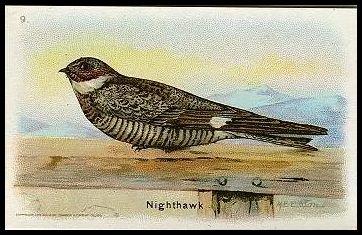 9 Nighthawk